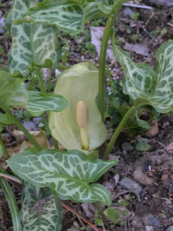 Flor de arum italiano