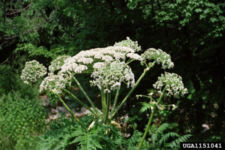 Flores gigantes de Heracleum