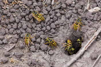 yellowjacket nest