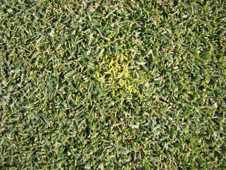 Yellow spot on lawn