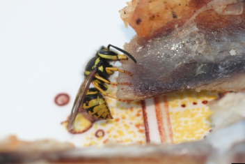 yellowjacket feeding