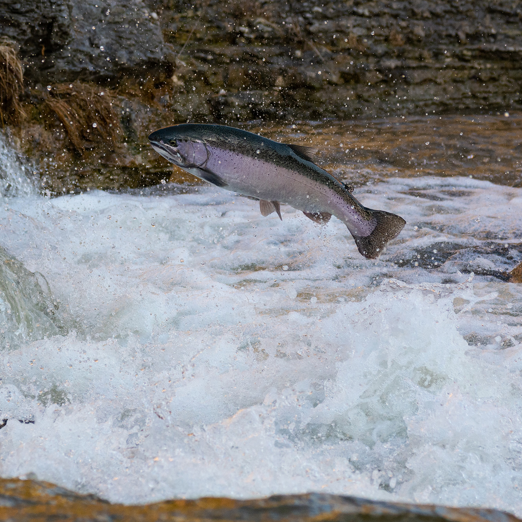 Salmon jumping in stream